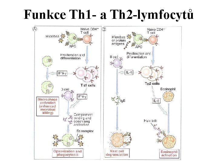 Funkce Th 1 - a Th 2 -lymfocytů 