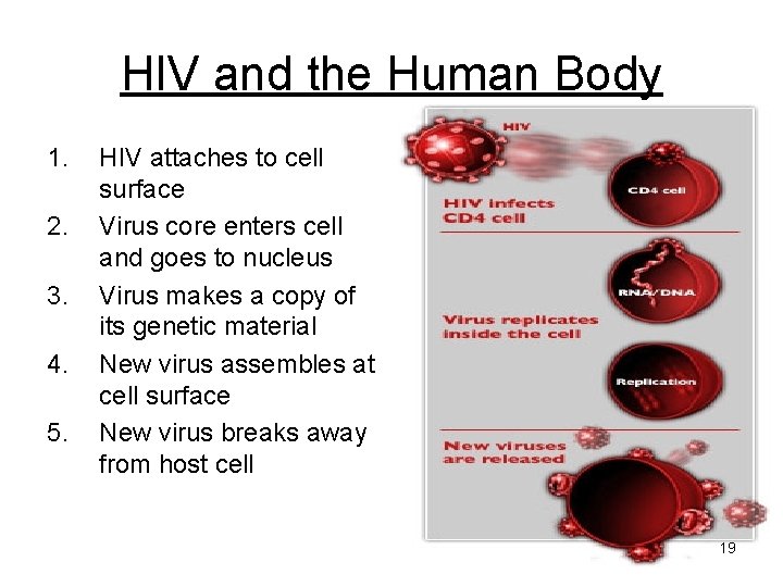 HIV and the Human Body 1. 2. 3. 4. 5. HIV attaches to cell