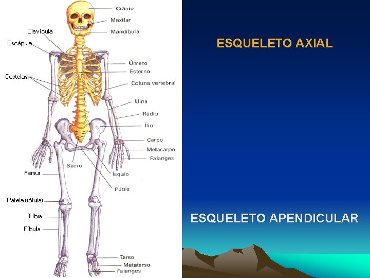 ESQUELETO AXIAL ESQUELETO APENDICULAR 