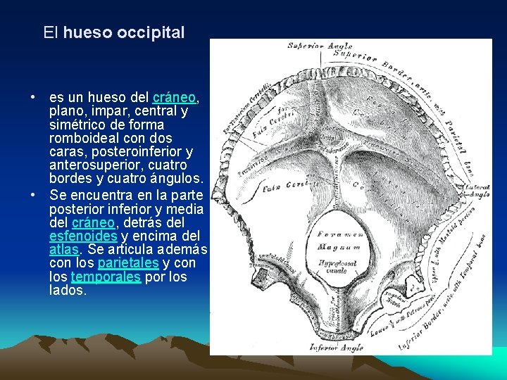 El hueso occipital • es un hueso del cráneo, plano, impar, central y simétrico