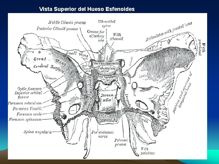 Vista Superior del Hueso Esfenoides 