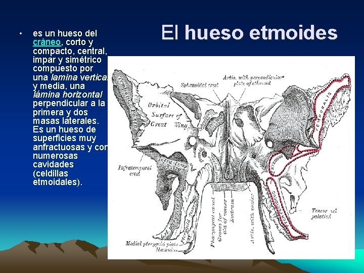  • es un hueso del cráneo, corto y compacto, central, impar y simétrico