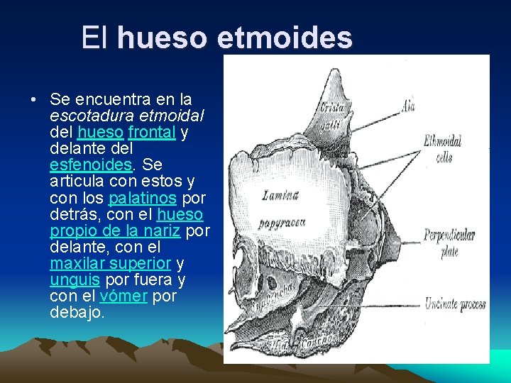 El hueso etmoides • Se encuentra en la escotadura etmoidal del hueso frontal y