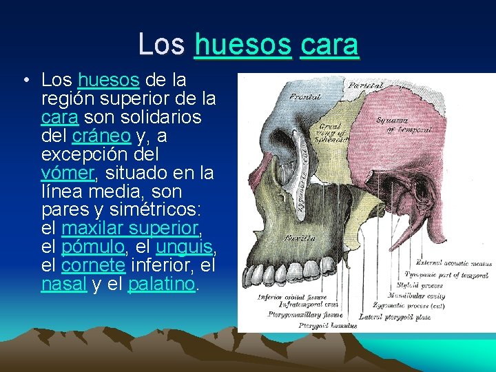 Los huesos cara • Los huesos de la región superior de la cara son