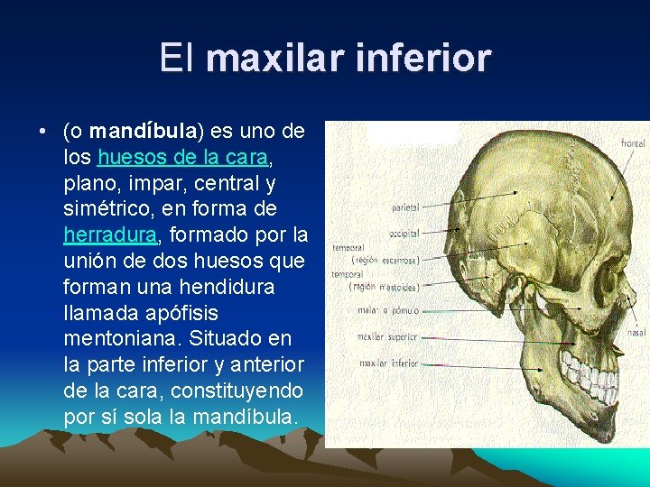 El maxilar inferior • (o mandíbula) es uno de los huesos de la cara,