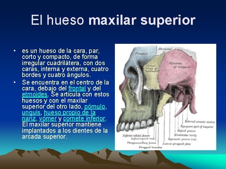 El hueso maxilar superior • es un hueso de la cara, par, corto y