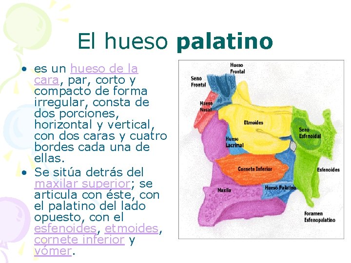 El hueso palatino • es un hueso de la cara, par, corto y compacto