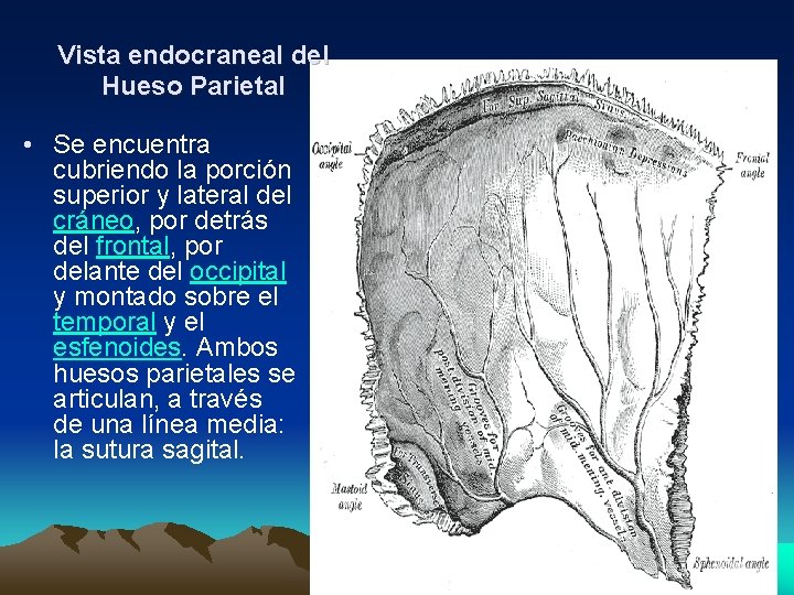 Vista endocraneal del Hueso Parietal • Se encuentra cubriendo la porción superior y lateral