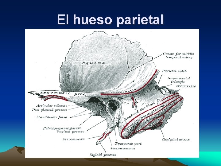 El hueso parietal 