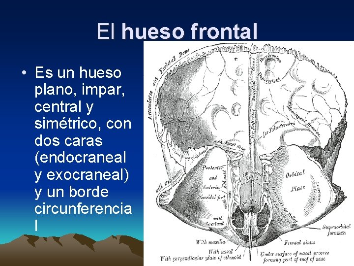 El hueso frontal • Es un hueso plano, impar, central y simétrico, con dos