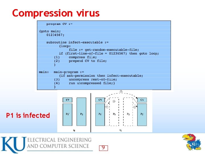 Compression virus P 1 is infected 9 