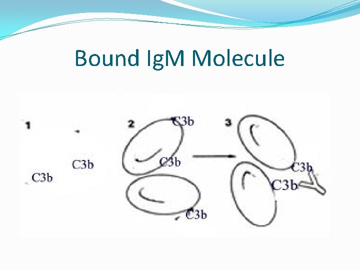 Bound Ig. M Molecule 