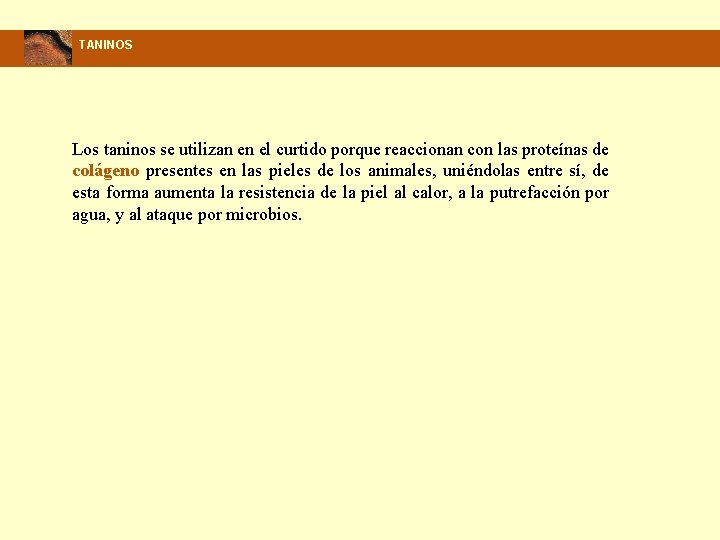 TANINOS Los taninos se utilizan en el curtido porque reaccionan con las proteínas de