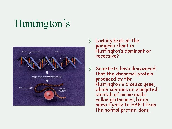 Huntington’s § Looking back at the pedigree chart is Huntington’s dominant or recessive? §