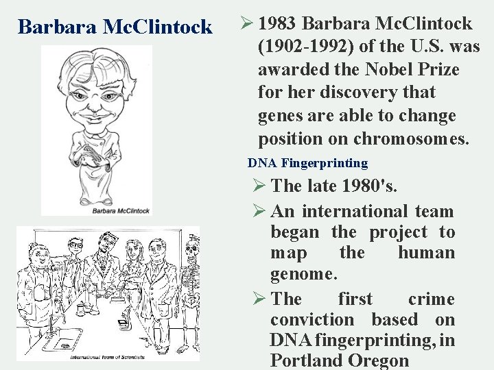Barbara Mc. Clintock Ø 1983 Barbara Mc. Clintock (1902 -1992) of the U. S.