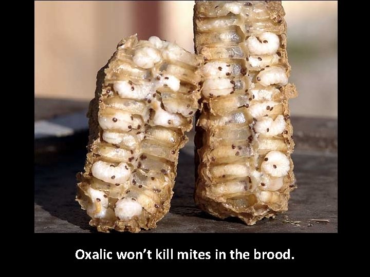 Oxalic won’t kill mites in the brood. 