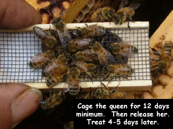 Cage the queen for 12 days minimum. Then release her. Treat 4 -5 days