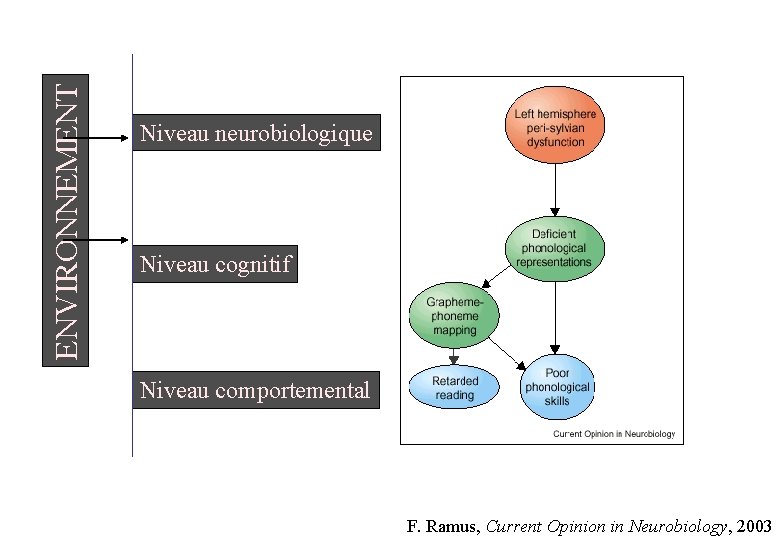 ENVIRONNEMENT Niveau neurobiologique Niveau cognitif Niveau comportemental F. Ramus, Current Opinion in Neurobiology, 2003