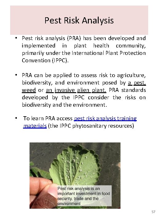 Pest Risk Analysis • Pest risk analysis (PRA) has been developed and implemented in Pest Risk Analysis • Pest risk analysis (PRA) has been developed and implemented in