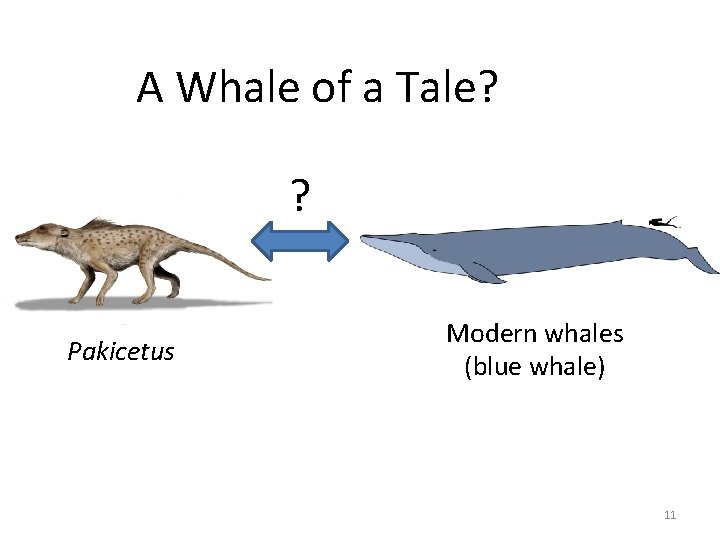 A Whale of a Tale? ? Pakicetus Modern whales (blue whale) 11 A Whale of a Tale? ? Pakicetus Modern whales (blue whale) 11