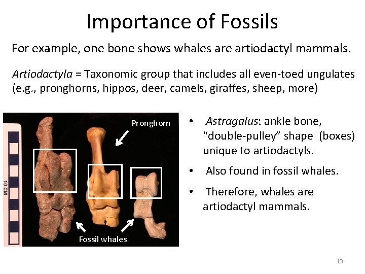 Importance of Fossils For example, one bone shows whales are artiodactyl mammals. Artiodactyla = Importance of Fossils For example, one bone shows whales are artiodactyl mammals. Artiodactyla =