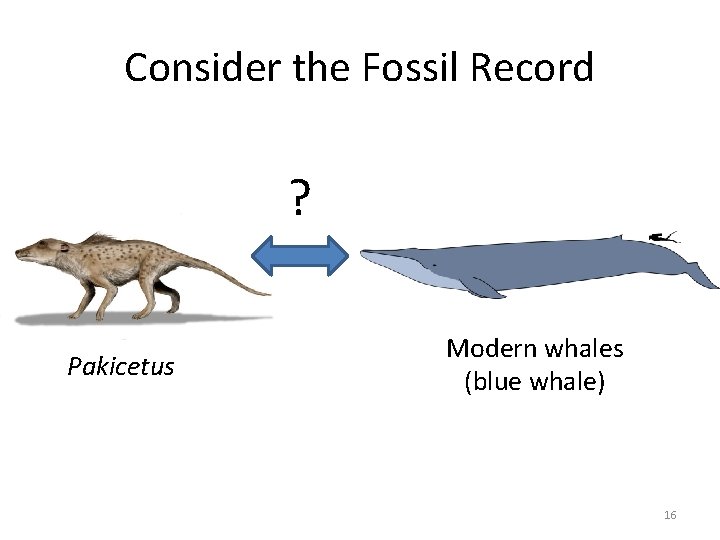 Consider the Fossil Record ? Pakicetus Modern whales (blue whale) 16 Consider the Fossil Record ? Pakicetus Modern whales (blue whale) 16