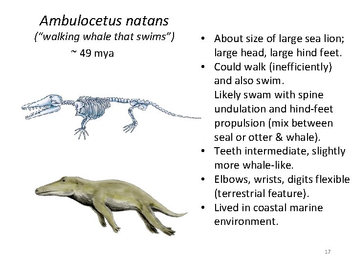 Ambulocetus natans (“walking whale that swims”) ~ 49 mya • About size of large Ambulocetus natans (“walking whale that swims”) ~ 49 mya • About size of large