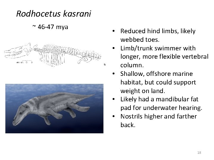 Rodhocetus kasrani ~ 46 -47 mya • Reduced hind limbs, likely webbed toes. • Rodhocetus kasrani ~ 46 -47 mya • Reduced hind limbs, likely webbed toes. •
