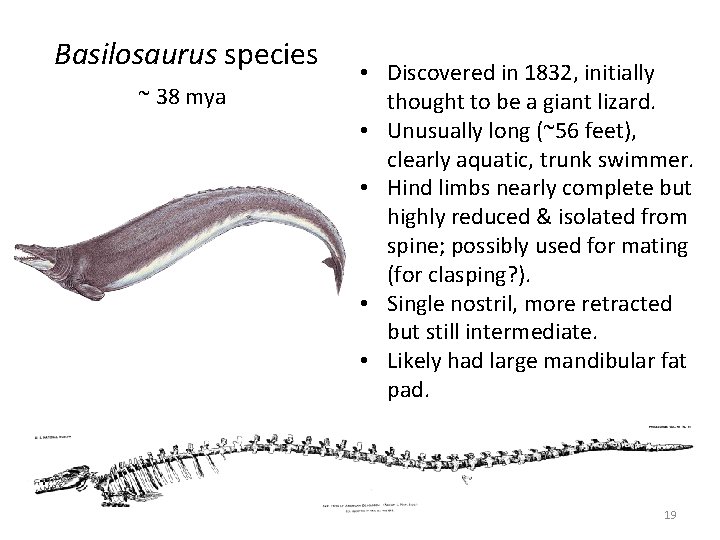 Basilosaurus species ~ 38 mya • Discovered in 1832, initially thought to be a Basilosaurus species ~ 38 mya • Discovered in 1832, initially thought to be a