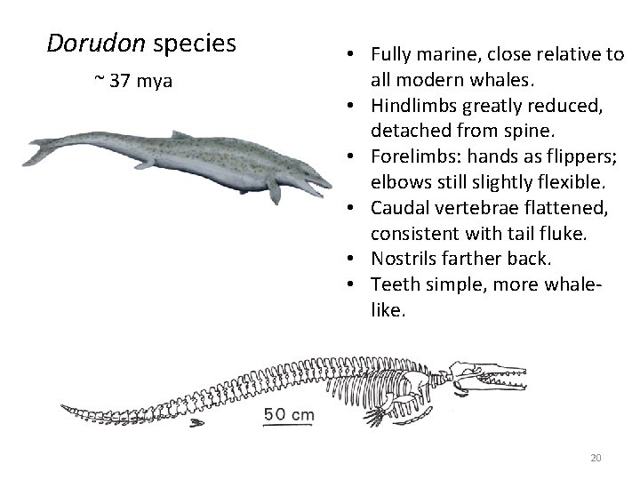 Dorudon species ~ 37 mya • Fully marine, close relative to all modern whales. Dorudon species ~ 37 mya • Fully marine, close relative to all modern whales.