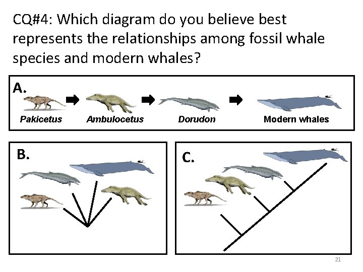 CQ#4: Which diagram do you believe best represents the relationships among fossil whale species CQ#4: Which diagram do you believe best represents the relationships among fossil whale species