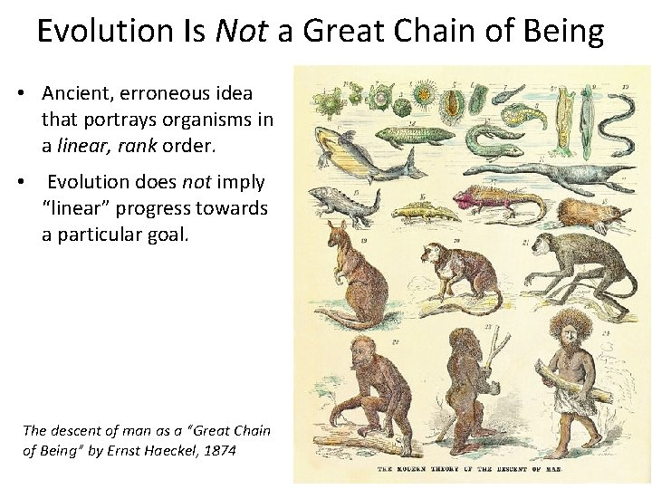 Evolution Is Not a Great Chain of Being • Ancient, erroneous idea that portrays Evolution Is Not a Great Chain of Being • Ancient, erroneous idea that portrays