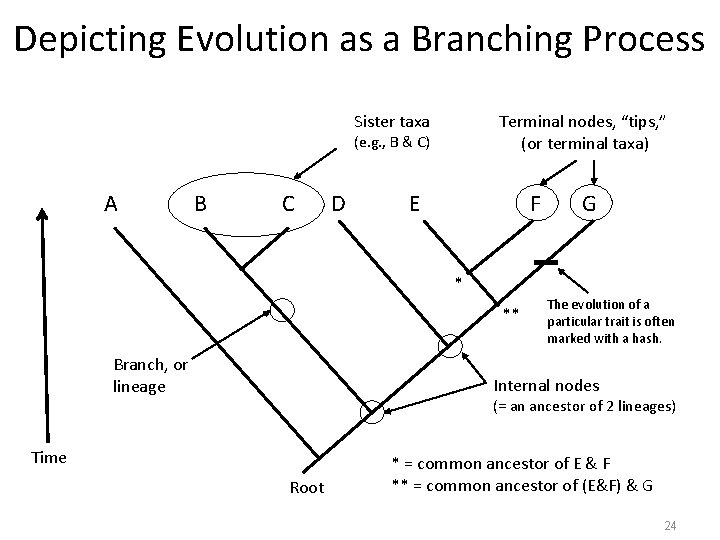 Depicting Evolution as a Branching Process Sister taxa Terminal nodes, “tips, ” (or terminal Depicting Evolution as a Branching Process Sister taxa Terminal nodes, “tips, ” (or terminal