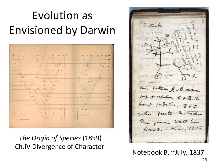 Evolution as Envisioned by Darwin The Origin of Species (1859) Ch. IV Divergence of Evolution as Envisioned by Darwin The Origin of Species (1859) Ch. IV Divergence of