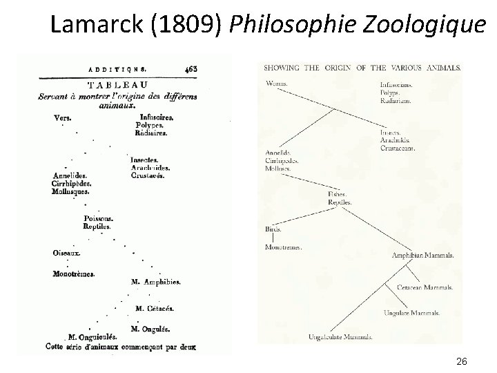 Lamarck (1809) Philosophie Zoologique 26 Lamarck (1809) Philosophie Zoologique 26