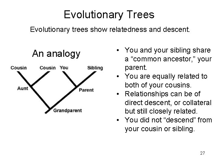 Evolutionary Trees Evolutionary trees show relatedness and descent. An analogy • You and your Evolutionary Trees Evolutionary trees show relatedness and descent. An analogy • You and your
