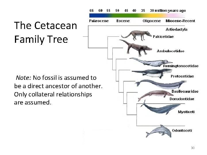 The Cetacean Family Tree Note: No fossil is assumed to be a direct ancestor The Cetacean Family Tree Note: No fossil is assumed to be a direct ancestor
