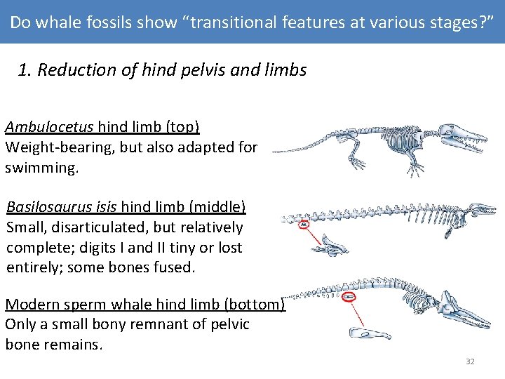 Do whale fossils show “transitional features at various stages? ” 1. Reduction of hind Do whale fossils show “transitional features at various stages? ” 1. Reduction of hind