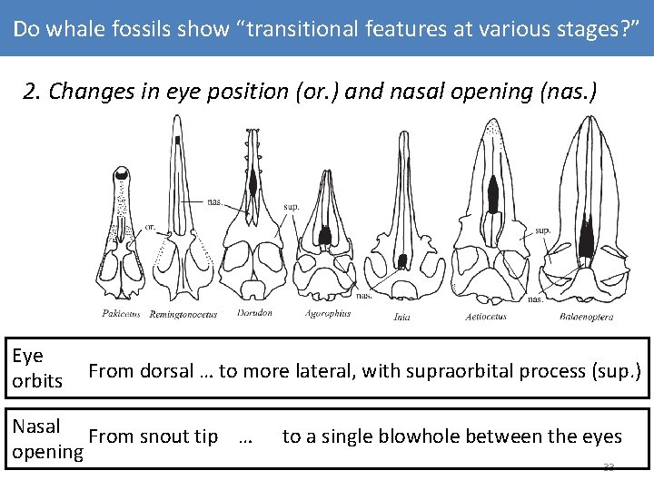 Do whale fossils show “transitional features at various stages? ” 2. Changes in eye Do whale fossils show “transitional features at various stages? ” 2. Changes in eye