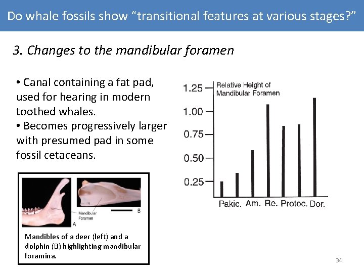 Do whale fossils show “transitional features at various stages? ” 3. Changes to the Do whale fossils show “transitional features at various stages? ” 3. Changes to the