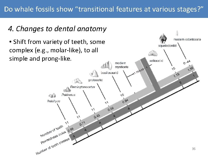 Do whale fossils show “transitional features at various stages? ” 4. Changes to dental Do whale fossils show “transitional features at various stages? ” 4. Changes to dental
