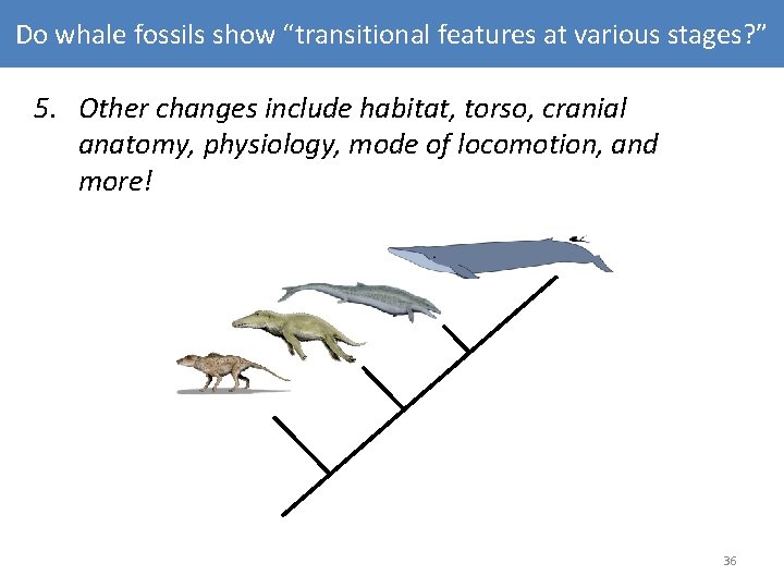 Do whale fossils show “transitional features at various stages? ” 5. Other changes include Do whale fossils show “transitional features at various stages? ” 5. Other changes include