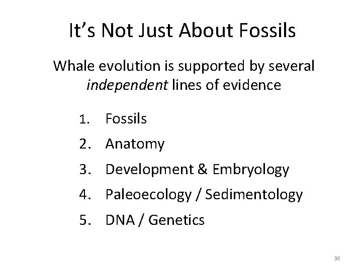 It’s Not Just About Fossils Whale evolution is supported by several independent lines of It’s Not Just About Fossils Whale evolution is supported by several independent lines of