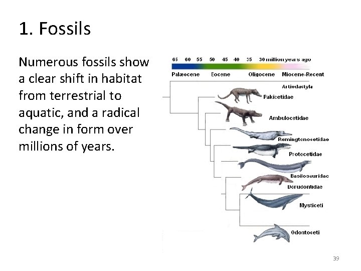 1. Fossils Numerous fossils show a clear shift in habitat from terrestrial to aquatic, 1. Fossils Numerous fossils show a clear shift in habitat from terrestrial to aquatic,