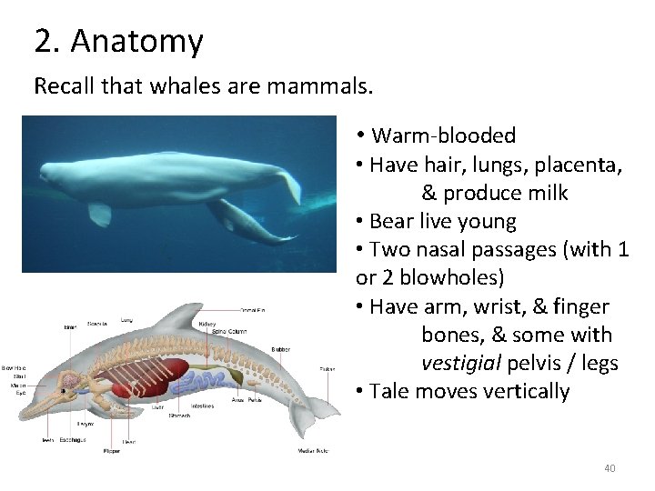 2. Anatomy Recall that whales are mammals. • Warm-blooded • Have hair, lungs, placenta, 2. Anatomy Recall that whales are mammals. • Warm-blooded • Have hair, lungs, placenta,