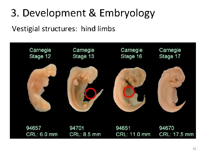 3. Development & Embryology Vestigial structures: hind limbs 41 3. Development & Embryology Vestigial structures: hind limbs 41