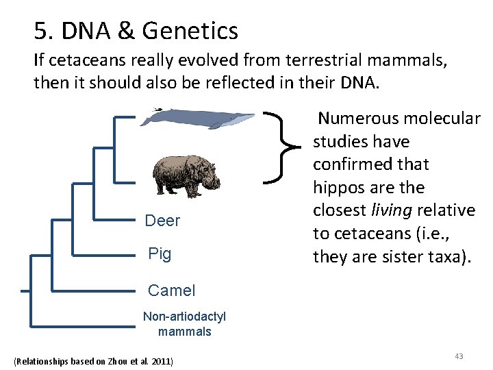 5. DNA & Genetics If cetaceans really evolved from terrestrial mammals, then it should 5. DNA & Genetics If cetaceans really evolved from terrestrial mammals, then it should