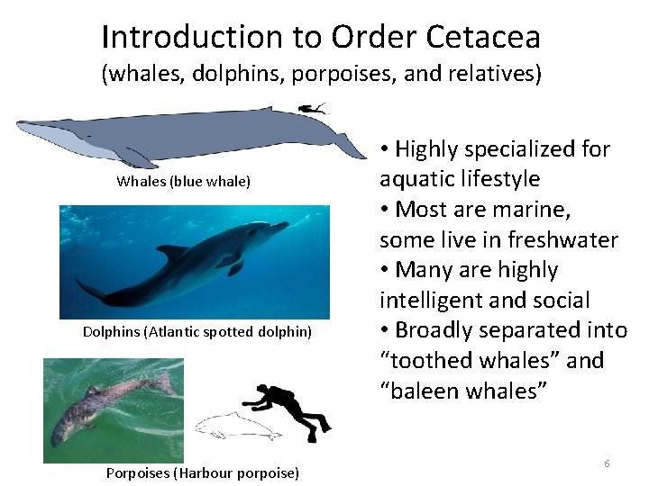 Introduction to Order Cetacea (whales, dolphins, porpoises, and relatives) Whales (blue whale) Dolphins (Atlantic Introduction to Order Cetacea (whales, dolphins, porpoises, and relatives) Whales (blue whale) Dolphins (Atlantic