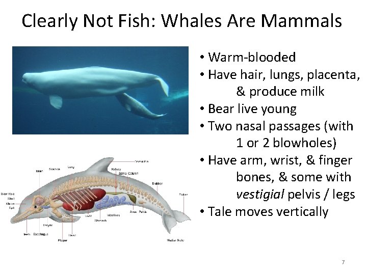 Clearly Not Fish: Whales Are Mammals • Warm-blooded • Have hair, lungs, placenta, & Clearly Not Fish: Whales Are Mammals • Warm-blooded • Have hair, lungs, placenta, &