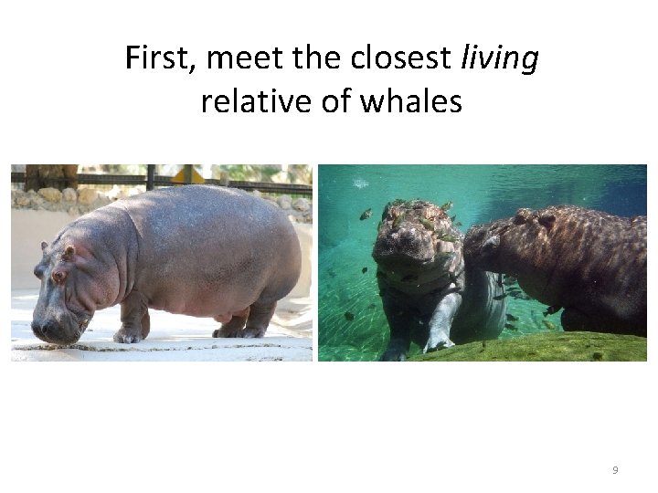 First, meet the closest living relative of whales 9 First, meet the closest living relative of whales 9